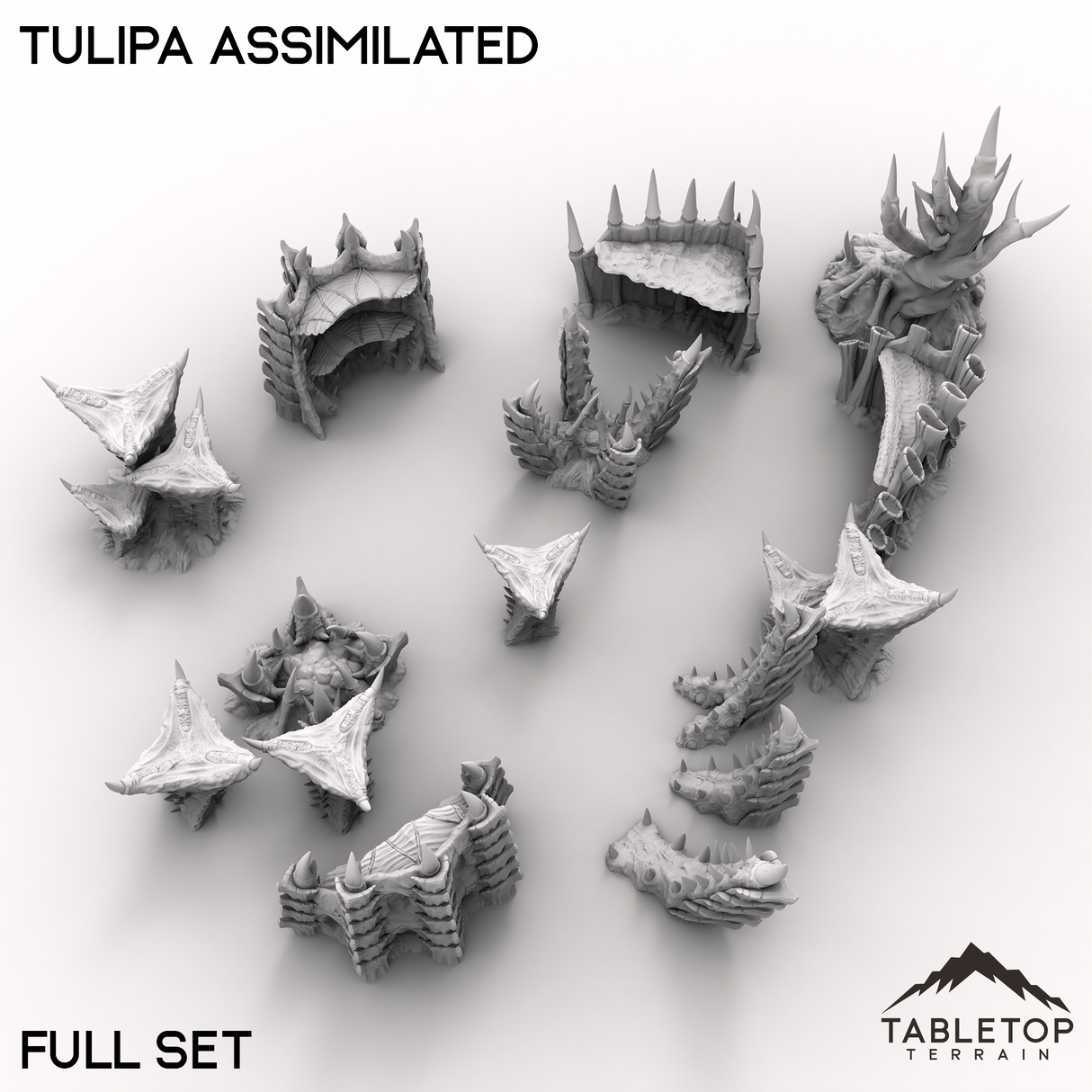 Tulipa Assimilated