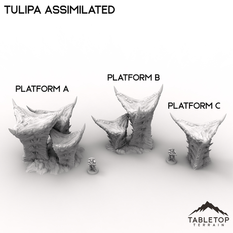 Tulipa Assimilated