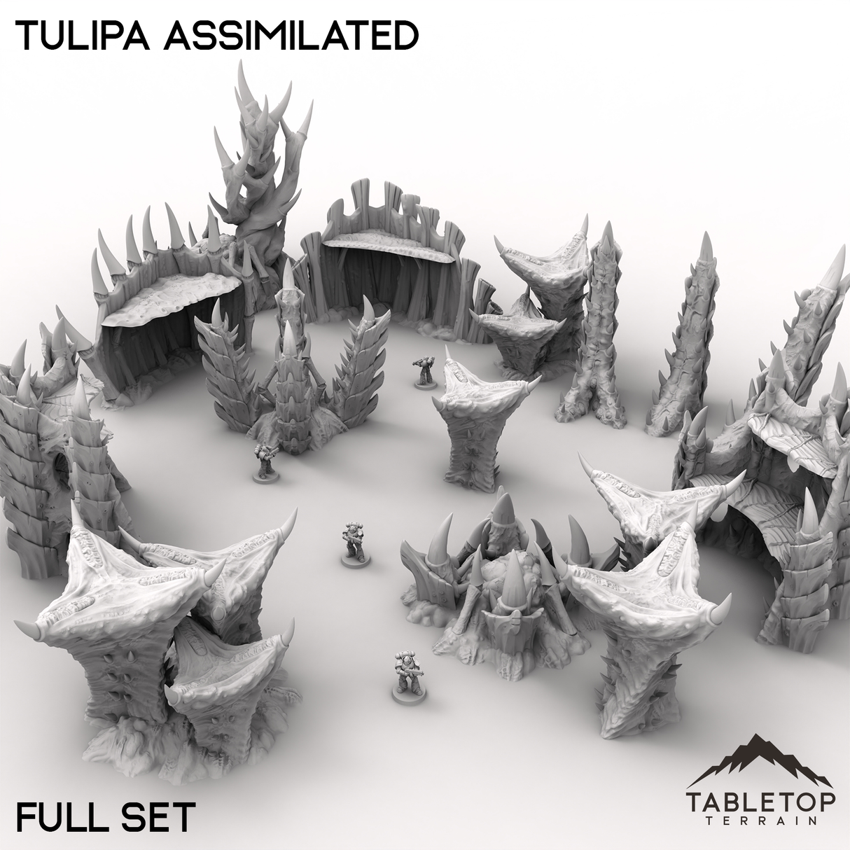 Tulipa Assimilated