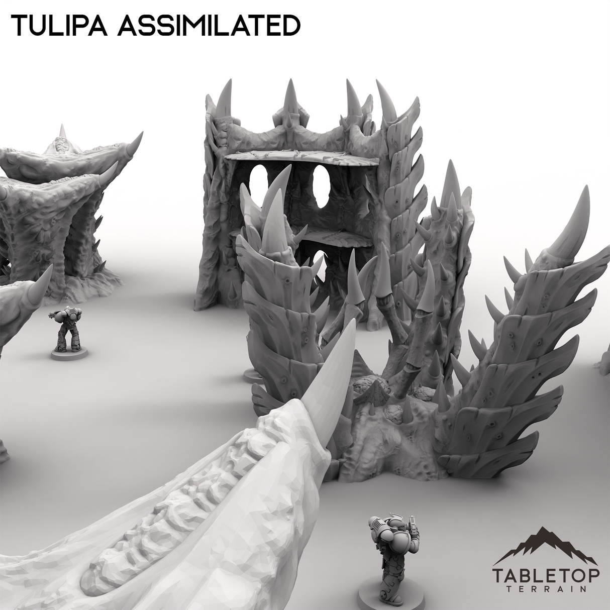 Tulipa Assimilated