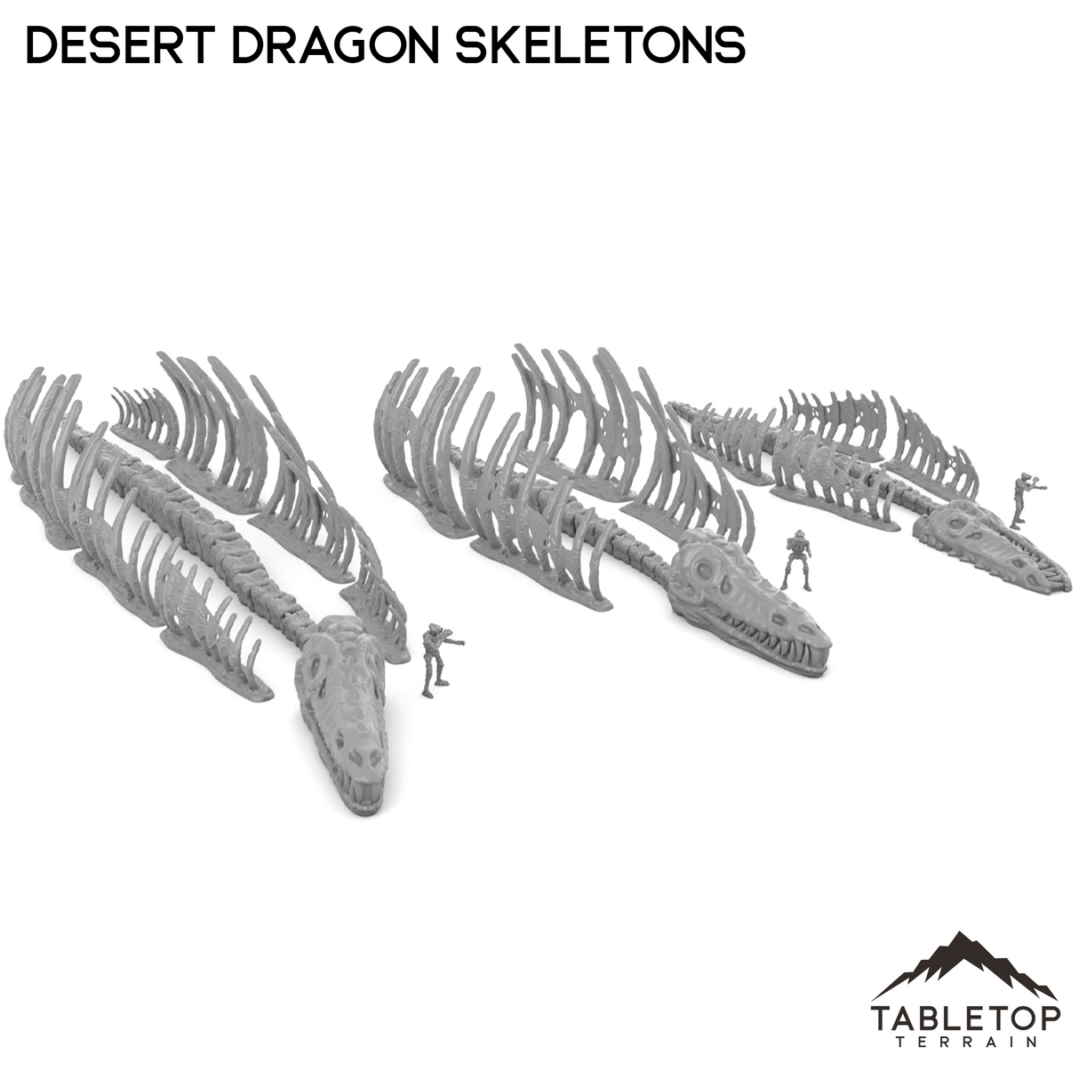 Desert Dragon Skeletons