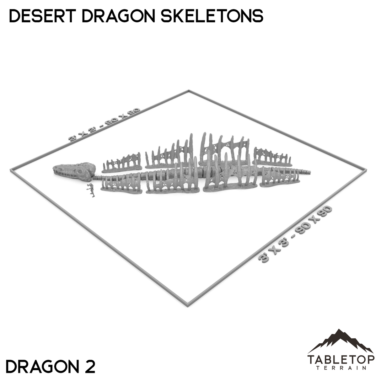 Desert Dragon Skeletons