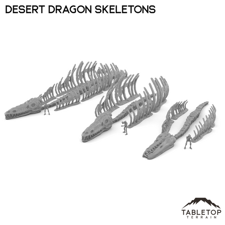 Desert Dragon Skeletons