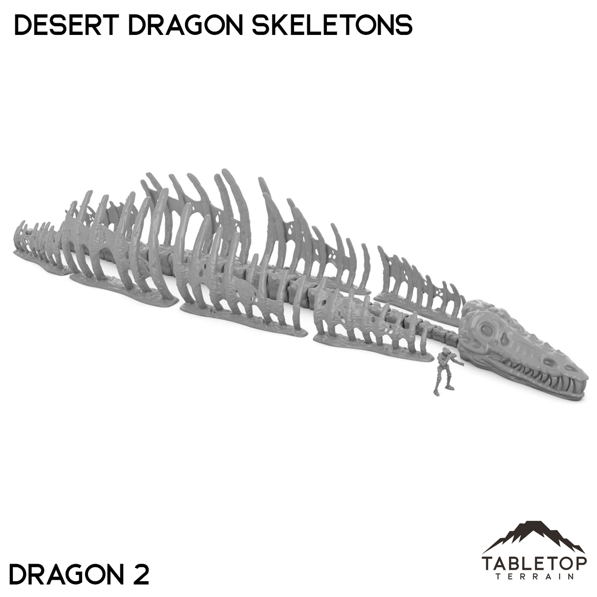 Desert Dragon Skeletons