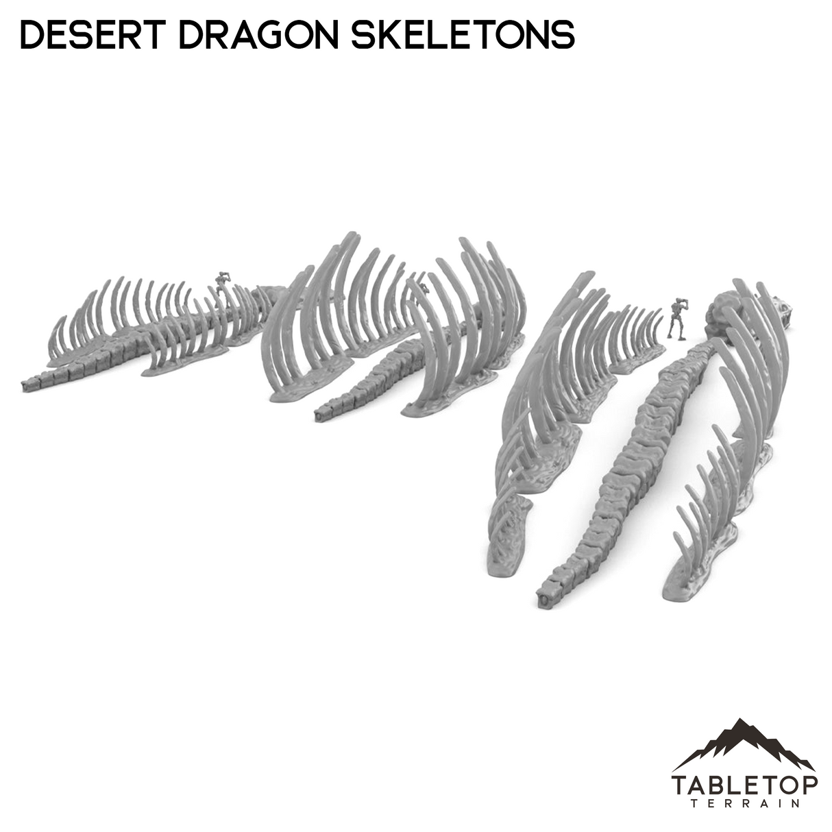 Desert Dragon Skeletons