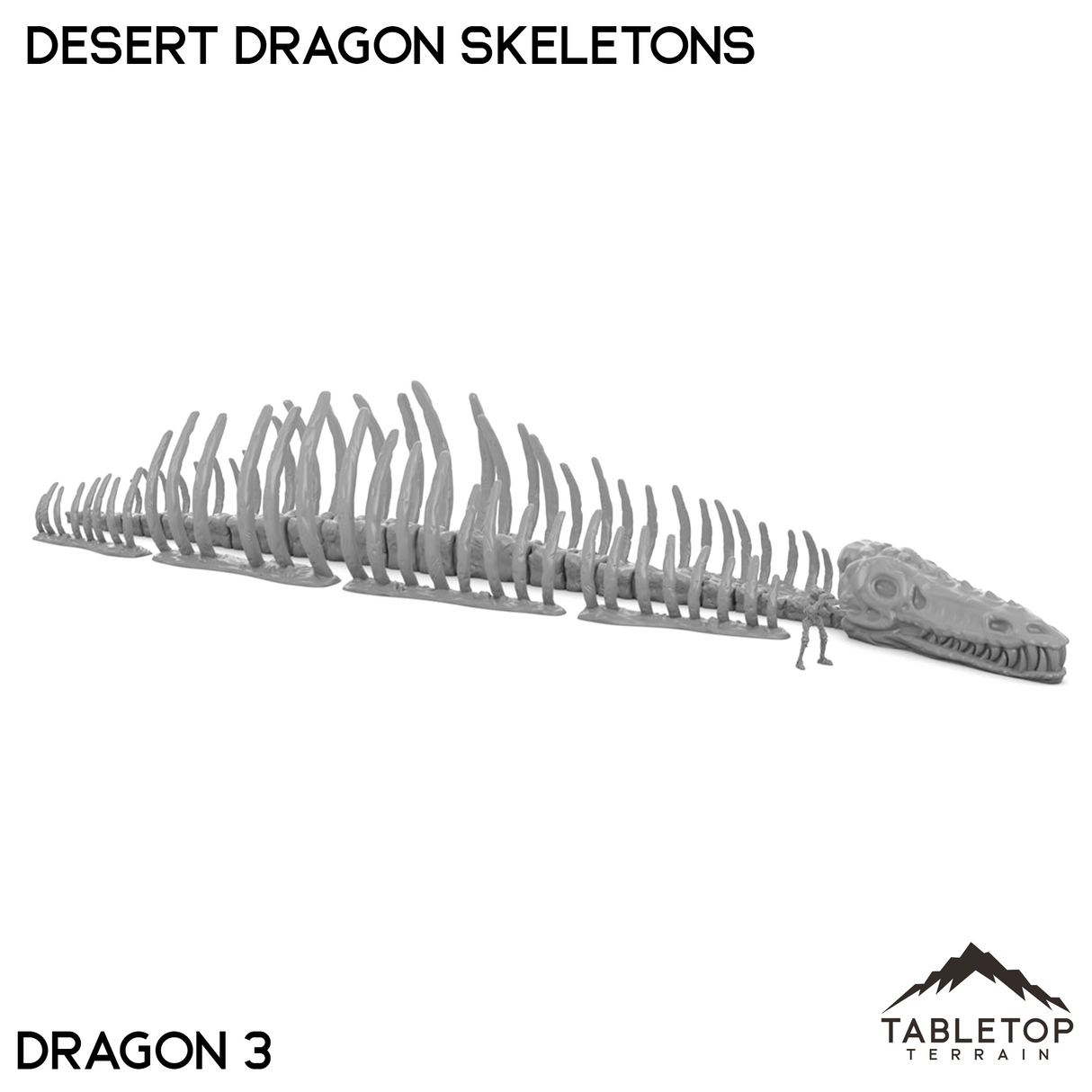 Desert Dragon Skeletons