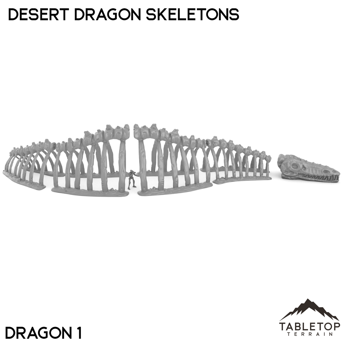 Desert Dragon Skeletons