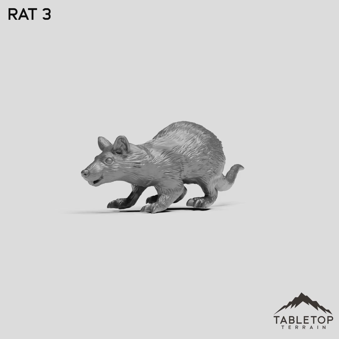 Rat 3