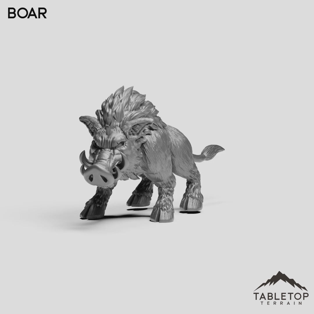 Boar
