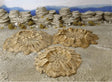 Tabletop Terrain Scatter Terrain 32mm / Full set Craters